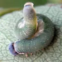 Allantus nigritibialis - photo 4