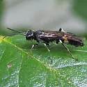 Allantus nigritibialis - photo 5