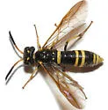 Allantus viennensis