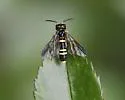Allantus viennensis - photo 2