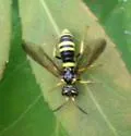 Allantus viennensis - photo 3