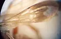 Allaporus pulchellus - photo 4