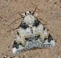 Allerastria albiciliatus - Hodges#9020