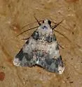 Allerastria albiciliatus - Hodges#9020 - photo 2