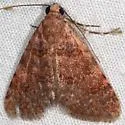 Allerastria albiciliatus - Hodges#9020 - photo 4