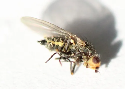 Allium Leaf Miner - Phytomyza gymnostoma