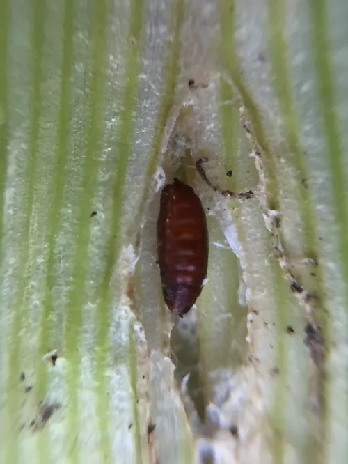 Allium Leaf Miner - photo 2