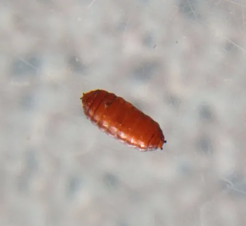 Allium Leaf Miner - photo 5