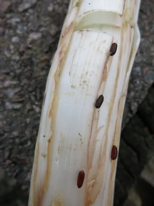 Allium Leaf Miner - photo 6
