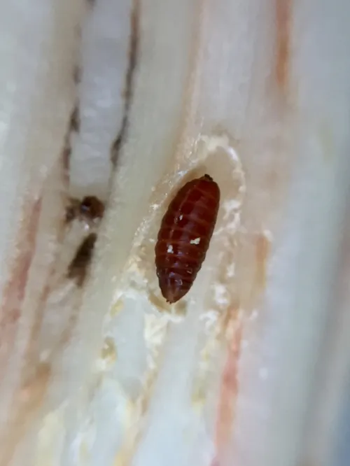 Allium Leaf Miner - photo 7