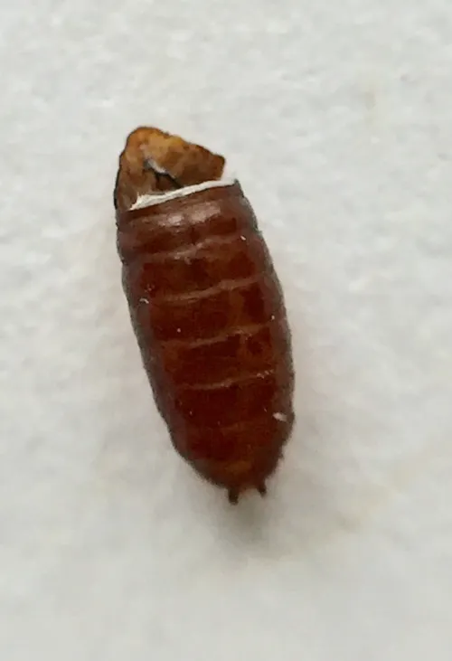 Allium Leaf Miner - photo 8