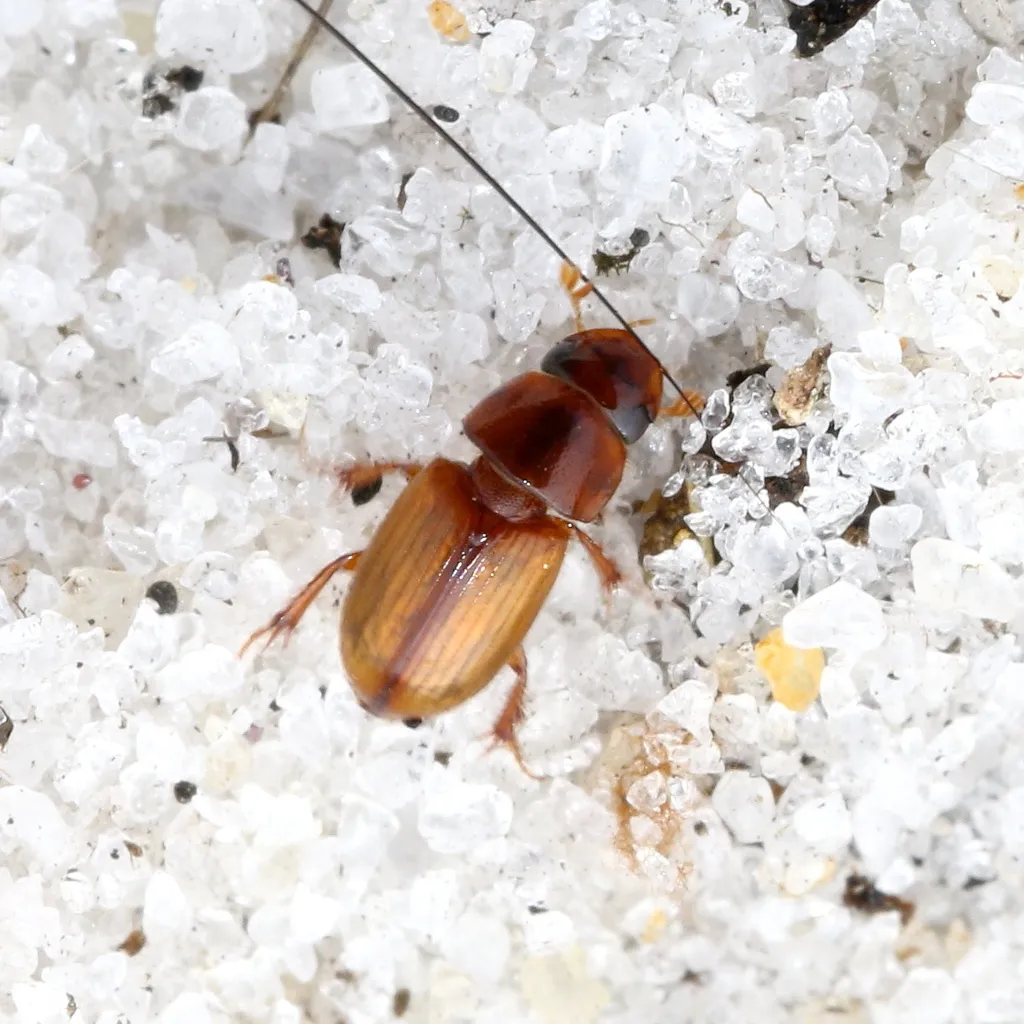 Alloblackburneus aegrotus - photo 2