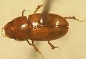 Alloblackburneus cynomysi