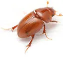 Alloblackburneus geomysi