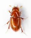 Alloblackburneus geomysi - photo 2