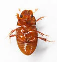 Alloblackburneus geomysi - photo 3