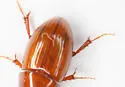 Alloblackburneus geomysi - photo 4