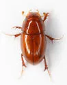 Alloblackburneus geomysi - photo 5