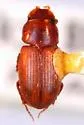 Alloblackburneus lentus