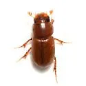 Alloblackburneus lentus - photo 2