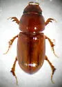 Alloblackburneus rubeolus