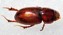 Alloblackburneus rubeolus - photo 2