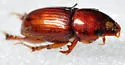 Alloblackburneus rubeolus - photo 3