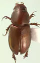 Alloblackburneus rubeolus - photo 4