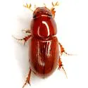 Alloblackburneus rubeolus - photo 5