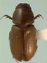 Alloblackburneus tenuistriatus