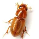 Alloblackburneus tenuistriatus - photo 2