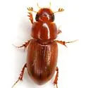 Alloblackburneus tenuistriatus - photo 3