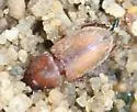 Alloblackburneus tenuistriatus - photo 4