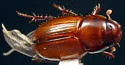 Alloblackburneus troglodytes