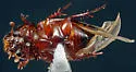 Alloblackburneus troglodytes - photo 2