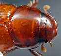 Alloblackburneus troglodytes - photo 3