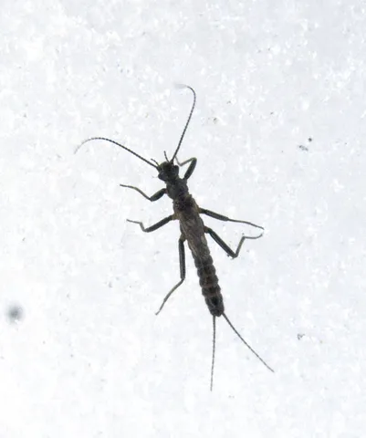 Common Snowfly