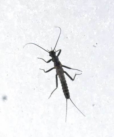 Common Snowfly - photo 2