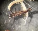 Allocapnia jeanae