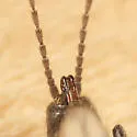 Allocapnia maria - photo 4