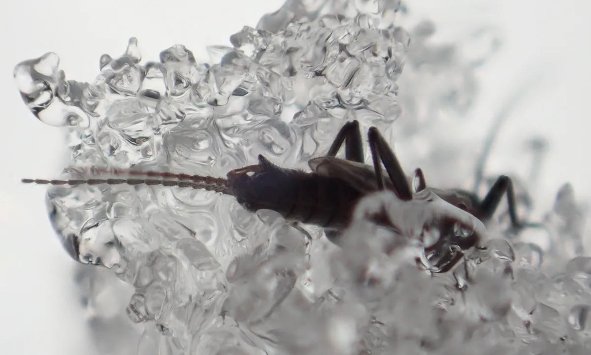 Allocapnia minima