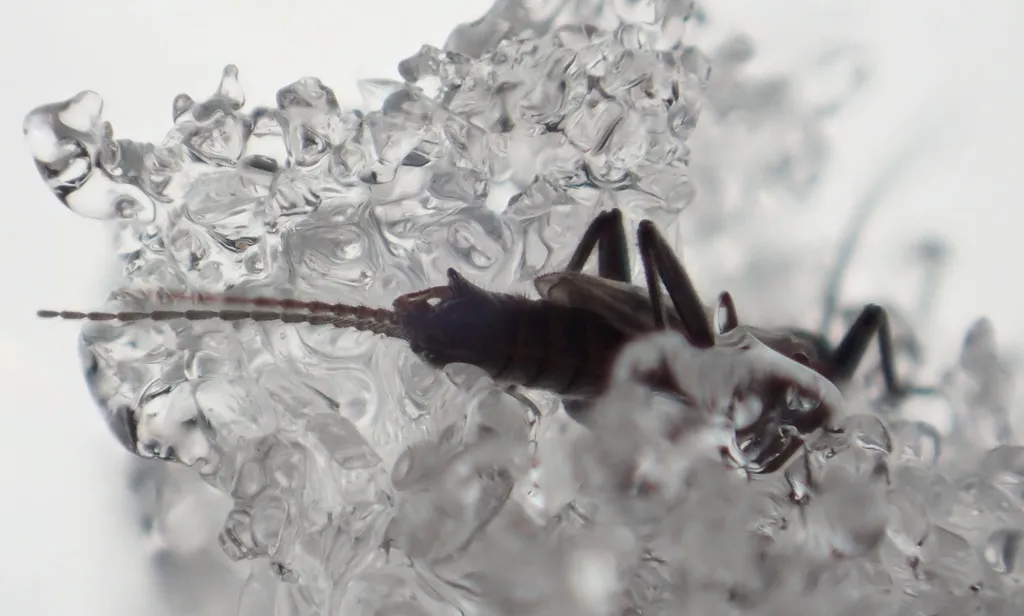 Allocapnia minima - photo 3