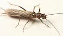Allocapnia nivicola - photo 4