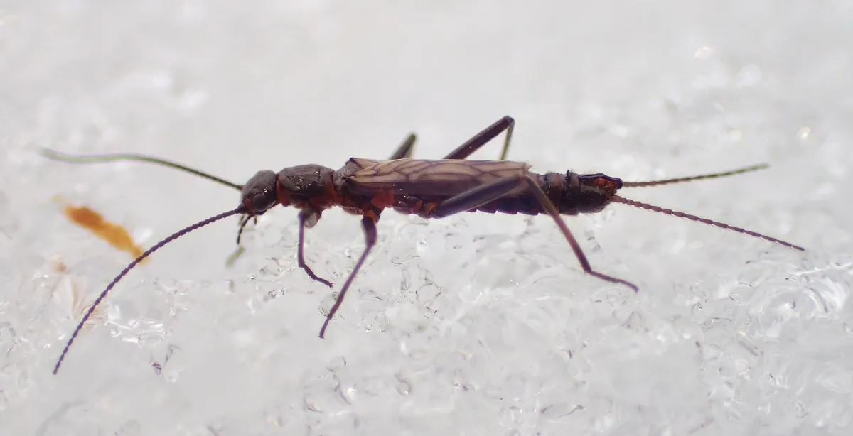 Allocapnia pygmaea - photo 2