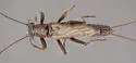 Midwest Snowfly