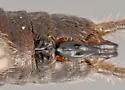 Midwest Snowfly - photo 2
