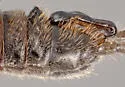 Midwest Snowfly - photo 3