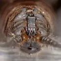 Midwest Snowfly - photo 4