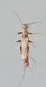 Midwest Snowfly - photo 5