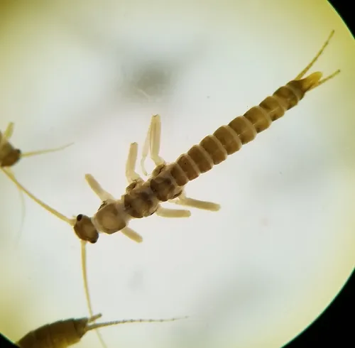 Allocapnia vivipara - Allocapnia vivipara